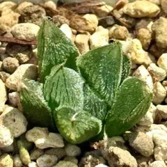 ヒ*レ様 白雪絵巻　超美株　ハオルチア　観葉植物　21のサムネイル