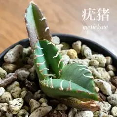 アガベ　チタノタ　オテロイ　疣猪　ブツブツ　子株　3 AGAVE TITANOTA 疣猪 1年半くらい育成している株 ぶつぶつは減っ