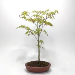 コハウチワカエデ/株立ち【現品発送】管理80098 コハウチワカエデ/株立ち【現品発送】管理80098 - メルカリ
