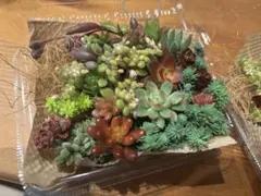 ＊小さな多肉＊おまかせmix＊10種＊メルカリ便