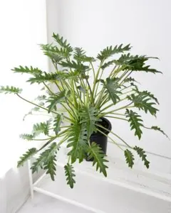 カンカンコルディリネー7号鉢10年生高約70cm8/8 - メルカリ