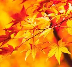 パンナちゃん様 リクエスト 2点 まとめ商品