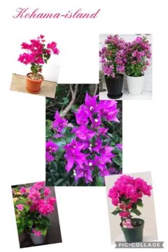 ブーゲンビリア　斑入り　希少　No972 　らくらくメルカリ便発送‼️ ブーゲンビリア 斑入り 希少 No972 らくらくメルカリ便発送