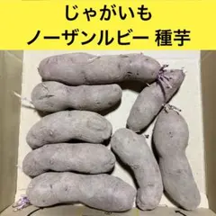 2026年最新】ノーザンルビー 種芋の人気アイテム - メルカリ