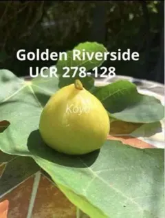 2026年最新】golden riversideの人気アイテム - メルカリ