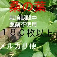 完全無農薬 自然農法 リクガメ 桑の葉 季節の野菜野草の詰め合わせ
