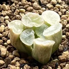 2025年最新】万象錦の人気アイテム - メルカリ