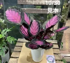 カラテア・ピクツラータ・ジュディス 株立ち Calathea picturata カラテア ピクツラータ | PLANTS SHOP OLIVE