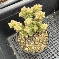 速達　まるはる様 リクエスト 6点 まとめ商品