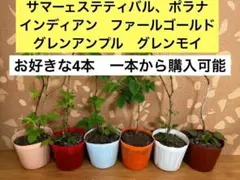 2026年最新】グレンアンプルの人気アイテム - メルカリ