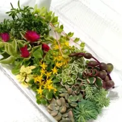 多肉植物セット（セダムカット苗 色とりどり 10〜15品種❤️初心者様向け