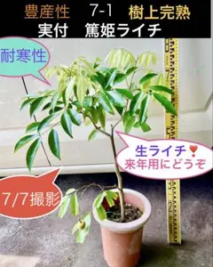 たぬ吉 様用7-1 実付き 篤姫ライチ 苗　耐寒性 2026年最新】篤姫 ライチの人気アイテム - メルカリ