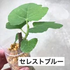 セレストブルー　イチジク 苗 発根済みのサムネイル