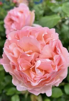 2025年最新】挿し木苗 バラの人気アイテム - メルカリ