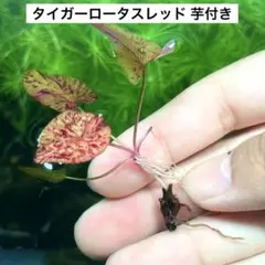 2026年最新】モンタナ ライムフラッシュの人気アイテム - メルカリ