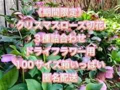 クリスマスローズ切花3種詰合わせドライフラワー用　100サイズ箱いっぱいに