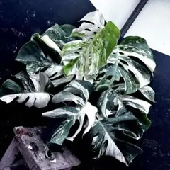 斑入りモンステラボルシギアナオーレア黄斑4号鉢植え55cm発根済み安心