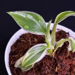 2026年最新】ムサノノの人気アイテム - メルカリ