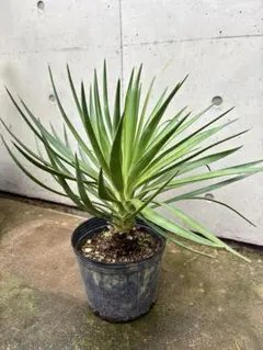 ユッカ アロイフォリア 観葉植物 鉢植え - メルカリ