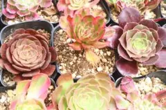 多肉植物 アエオニウム2品種セット「Red Devil&Sunset」 - メルカリ