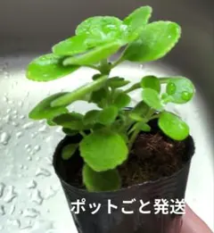 アロマティカス 苗 ポットごと発送料込