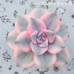 2025年最新】パープルディライト錦の人気アイテム - メルカリ