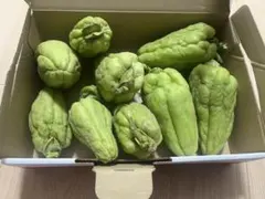 2026年最新】ハヤトウリ 種の人気アイテム - メルカリ