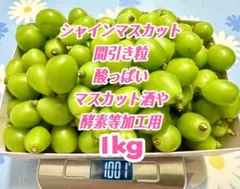 正規札付き⭐️ シャインマスカット 苗木 苗 ブドウ ① - メルカリ