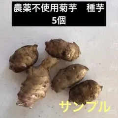 匿名発送　農薬不使用　菊芋　種芋5個 スーパー野菜　健康野菜