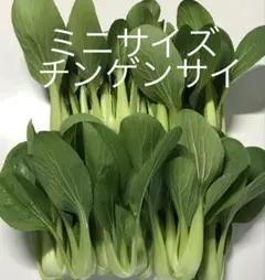 ミニチンゲンサイ 青梗菜 約500gのサムネイル
