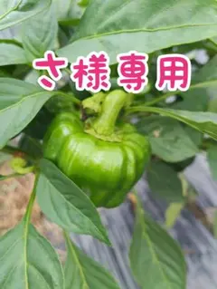 専用ですのサムネイル