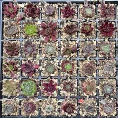 ④センペルビウム36苗セット (多肉植物)のサムネイル