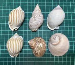 貝殻 ヤドカリ ⑯（大）巻貝