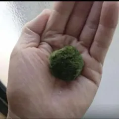 天然マリモ 約1.5cm 1個 - メルカリ