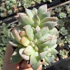 多肉植物　ももりん