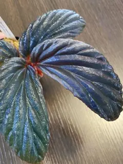 2026年最新】ベゴニア spの人気アイテム - メルカリ