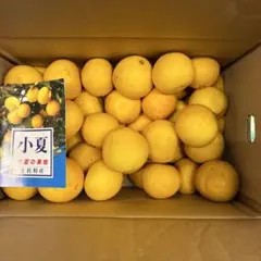 土佐特産 ハウス小夏 初夏の果物 箱入りサイズM5キロサ18のサムネイル