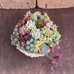 多肉植物♡こんもり寄植えset♡【カット苗】⑥