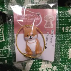 わんこのタイムカプセル　まめ　柴犬