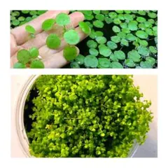 あじゃぱ様 リクエスト 3点 まとめ商品(2)