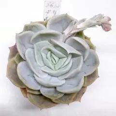 2026年最新】リラシナの人気アイテム - メルカリ