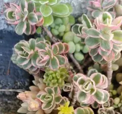 moa様 リクエスト 4点 まとめ商品