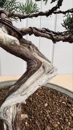 【中品　真柏盆栽】　　　　　 ⭕山木風に仕上げた一品❗ Yahoo!オークション - 盆栽 貴風・中品 山木・山採り 希少サイズ