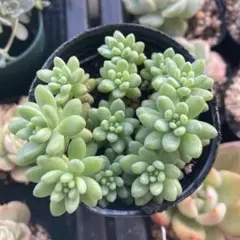 多肉植物　韓国苗　花団錦　抜き苗