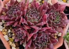 Ｅｌｖｉｓ　ポットの苗全部　Sempervivum　センペルビブムのサムネイル