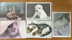 子猫、子犬ポストカード５枚セット