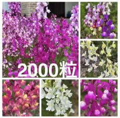 2026年最新】花の種の人気アイテム - メルカリ