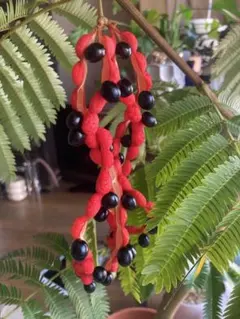 K！エバーフレッシュ　種　140粒　新鮮 K！エバーフレッシュ 種 140粒 新鮮 観葉植物 エバーフレッシュ