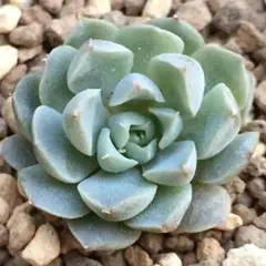 お多肉さん☆メキシコミニマ☆激レア☆