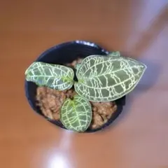 激レア　マコデスペトラ　プラチナ　希少　ジュエルオーキッド　小苗 2025年最新】ジュエルオーキッド マコデスの人気アイテム - メルカリ